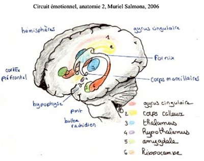 Circuit émotionnel, anatomie 2